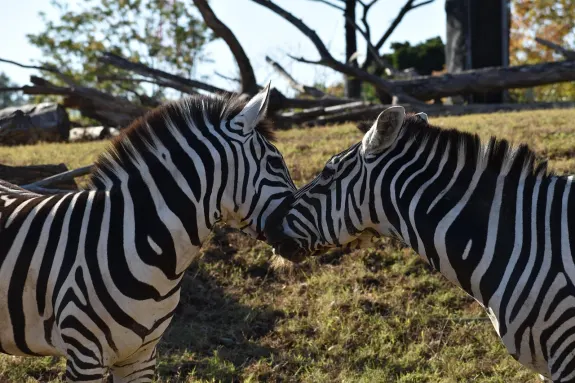 SlotsVentura Casino Ondersteuning